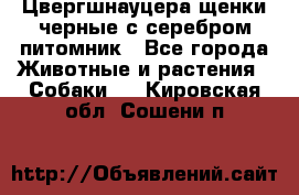 Цвергшнауцера щенки черные с серебром питомник - Все города Животные и растения » Собаки   . Кировская обл.,Сошени п.